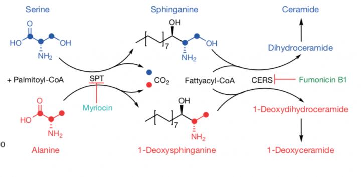 Synthesis of Sphingolipids and Deoxysphingolipids