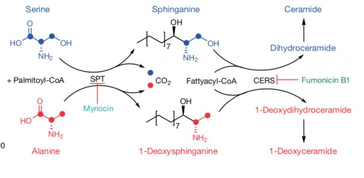 Synthesis of Sphingolipids and Deoxysphingolipids
