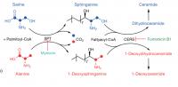 Synthesis of Sphingolipids and Deoxysphingolipids