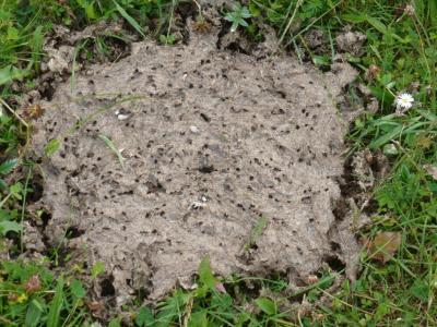 Dung Beetles Modify Emissions (1 of 2)