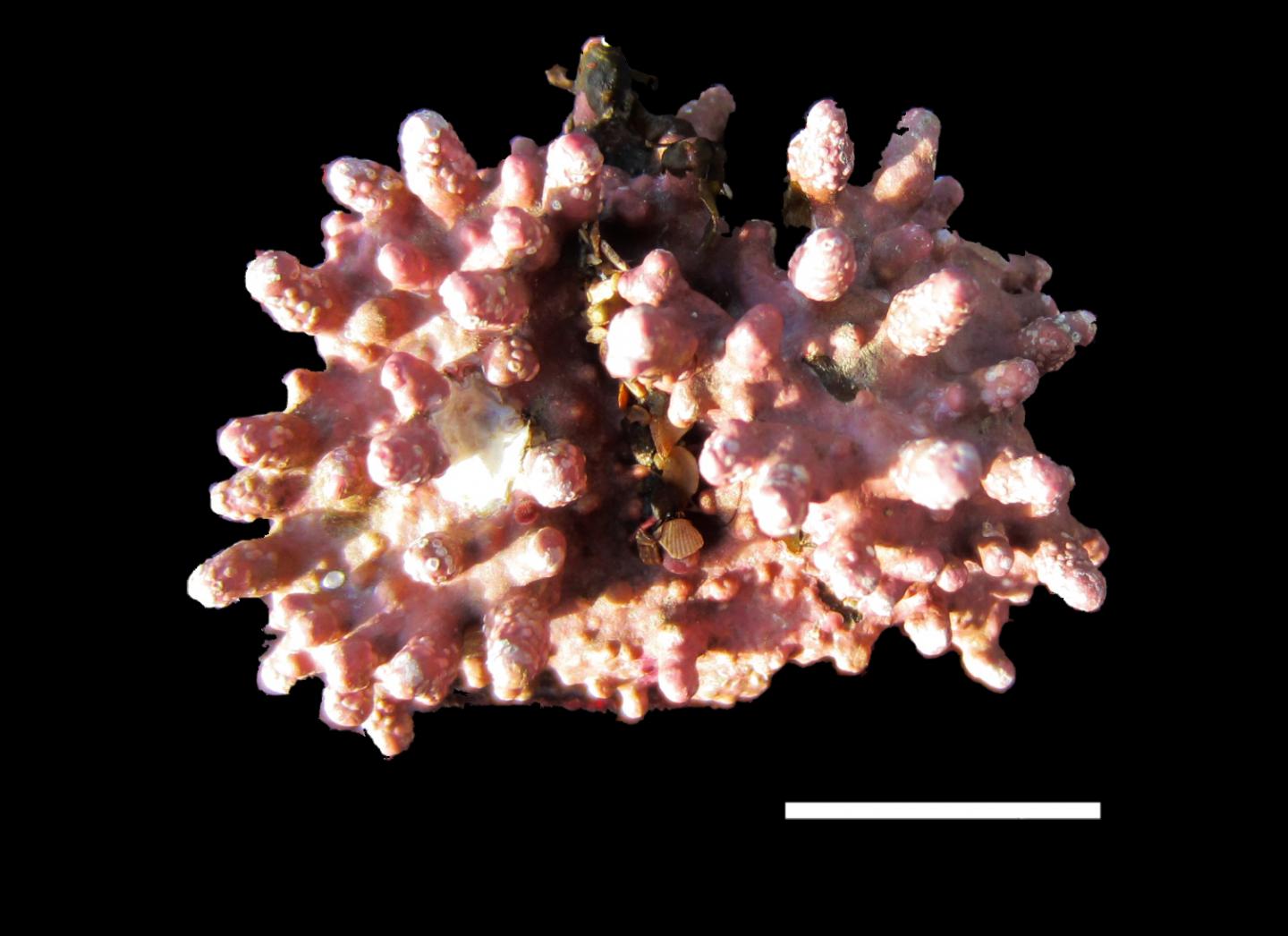 Coralline Algae