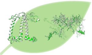 3D model of reconstructed LHCII