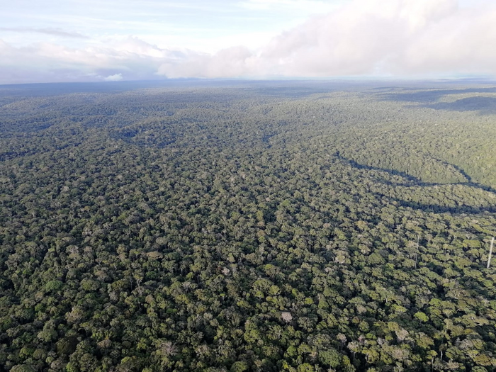 Amazon Forest