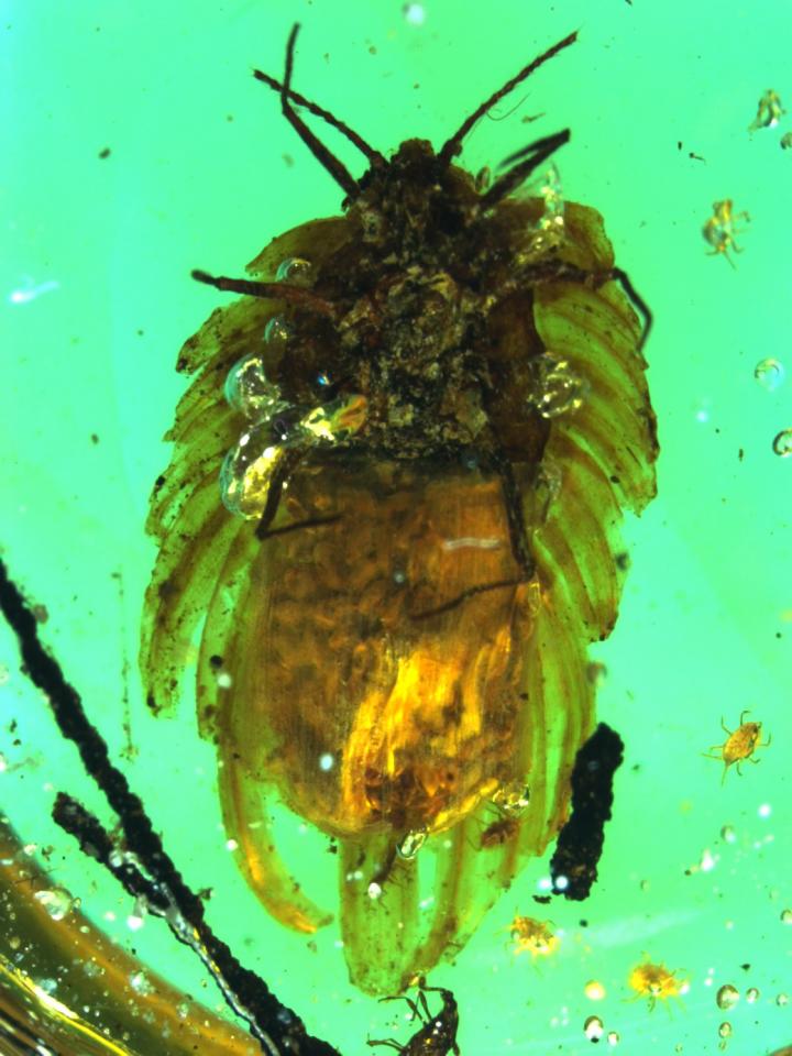 Earliest Fossilized Evidence of An Insect Caring for Its Young
