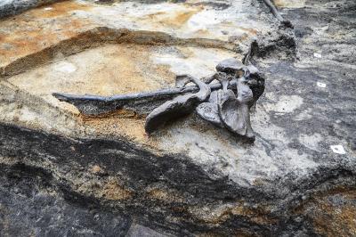 Four Pelvic Bones on a Stick