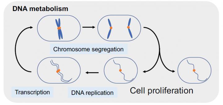 細胞分裂におけるDNA代謝