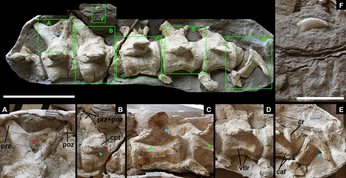 Holotype of Hamititan xinjiangensis gen. et sp. nov.