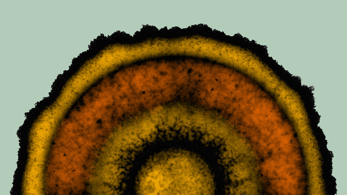 Biofilm stripe patterns