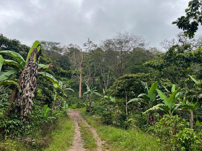 Colombian Coffee Farm