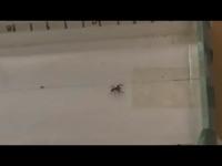 'Aggressive' Jumping Spider