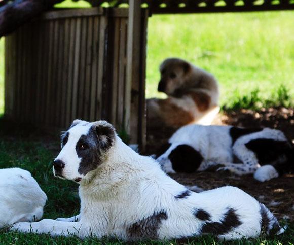 Central Asian Shepherd Dog