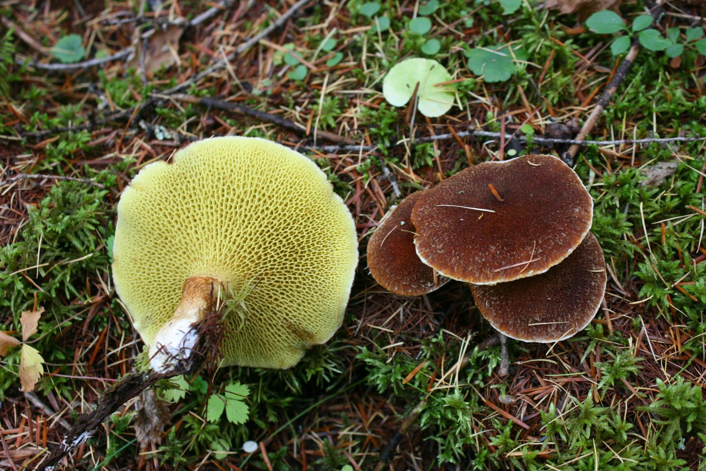 Fungus <i>Suillus ampliporus</i>