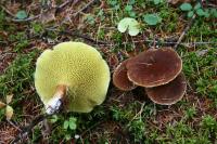 Fungus <i>Suillus ampliporus</i>