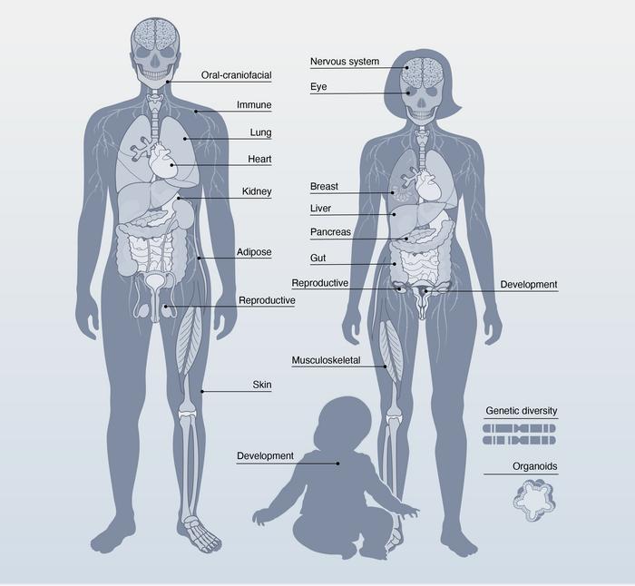 Human Cell Atlas areas of research