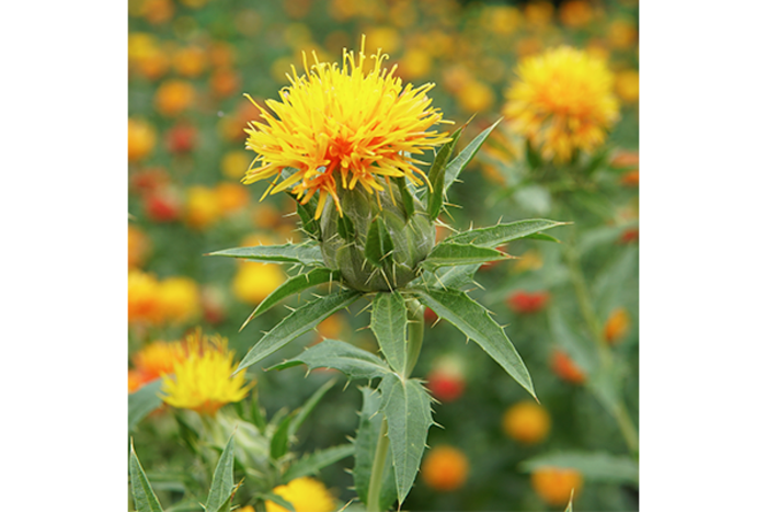 Researchers Identify the Biosynthesis of Carthamin, the Historic Red Colorant in Safflowers