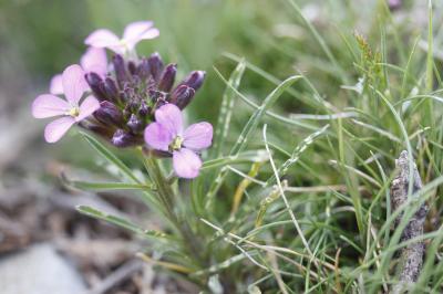 Erysimum Baeticum