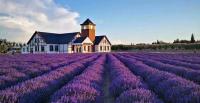 Scientist explain the genetic basis of lavender's allure