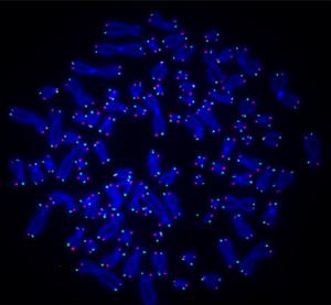 Telomeres at the ends of human chromosomes