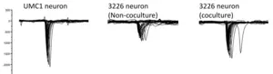 Electrophysiological evaluation of LHON neurons derived from NPCs bo-cultured with MSCs shows improvement