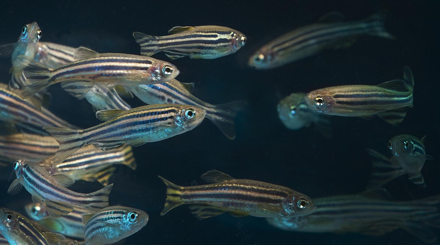 Adult Zebrafish