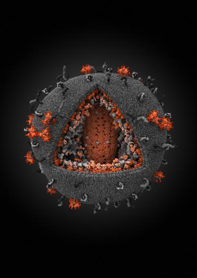 First Place: Human Immunodeficiency Virus 3-D