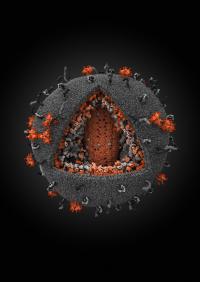 First Place: Human Immunodeficiency Virus 3-D