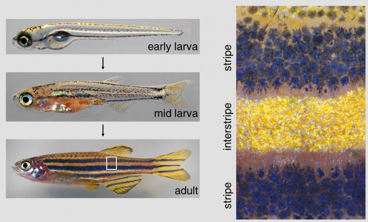 Zebrafish Stripes