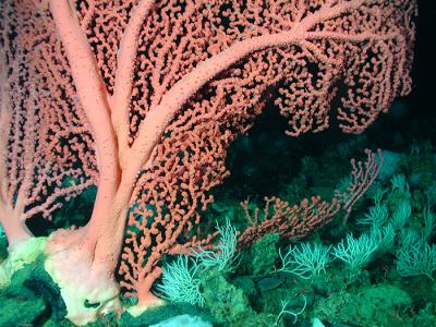 <i>Paragorga arborea</i>, also Known as Bubblegum Coral