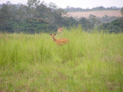 African Bushbuck