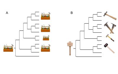 Models for Evolution of Regulatory Proteins