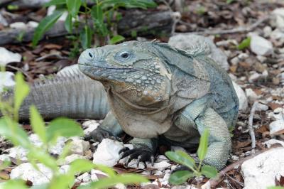 Blue Iguana (1 of 2)