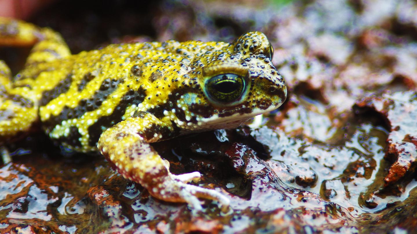 The Amboli Toad (<em>Xanthophryne tigerina</em>)