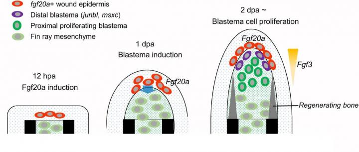 The Proposed Roles of Fgfs During Fin Regeneration