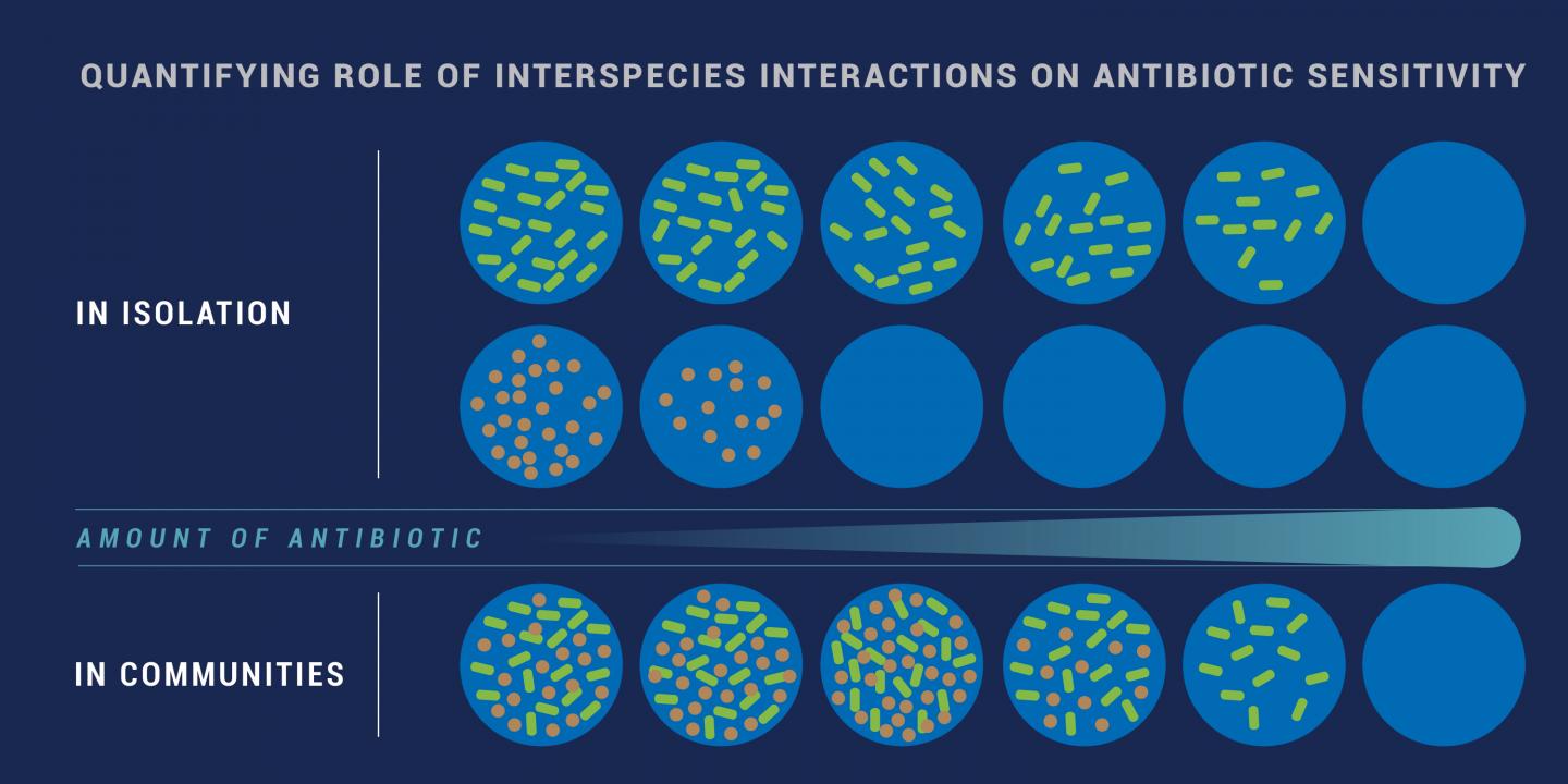 Microbiome research reveals new form of antibiotic tolerance