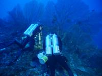 Researchers on a collection dive