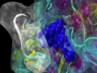 SMU Biochemist Creates Dynamic Model Of Human P-Glycoprotein