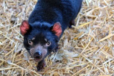 Tasmanian Devil