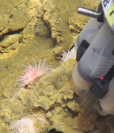 Iron-Oxidizing Microbial Mat