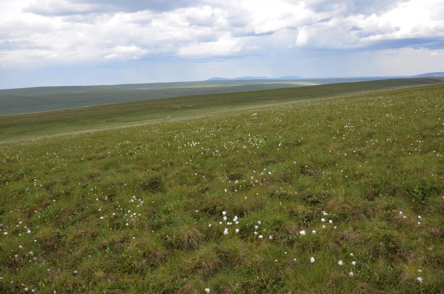 Arctic Tundra Dominated by Tussock Cotton-Grass