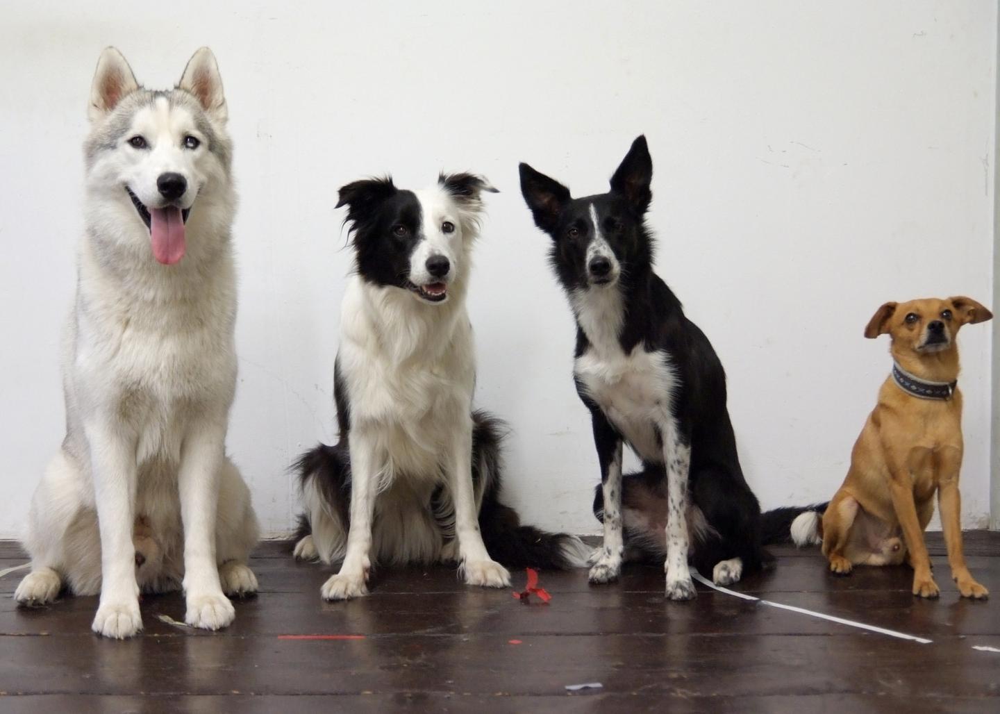 Dogs Lost Their Ability to Discriminate Quantities