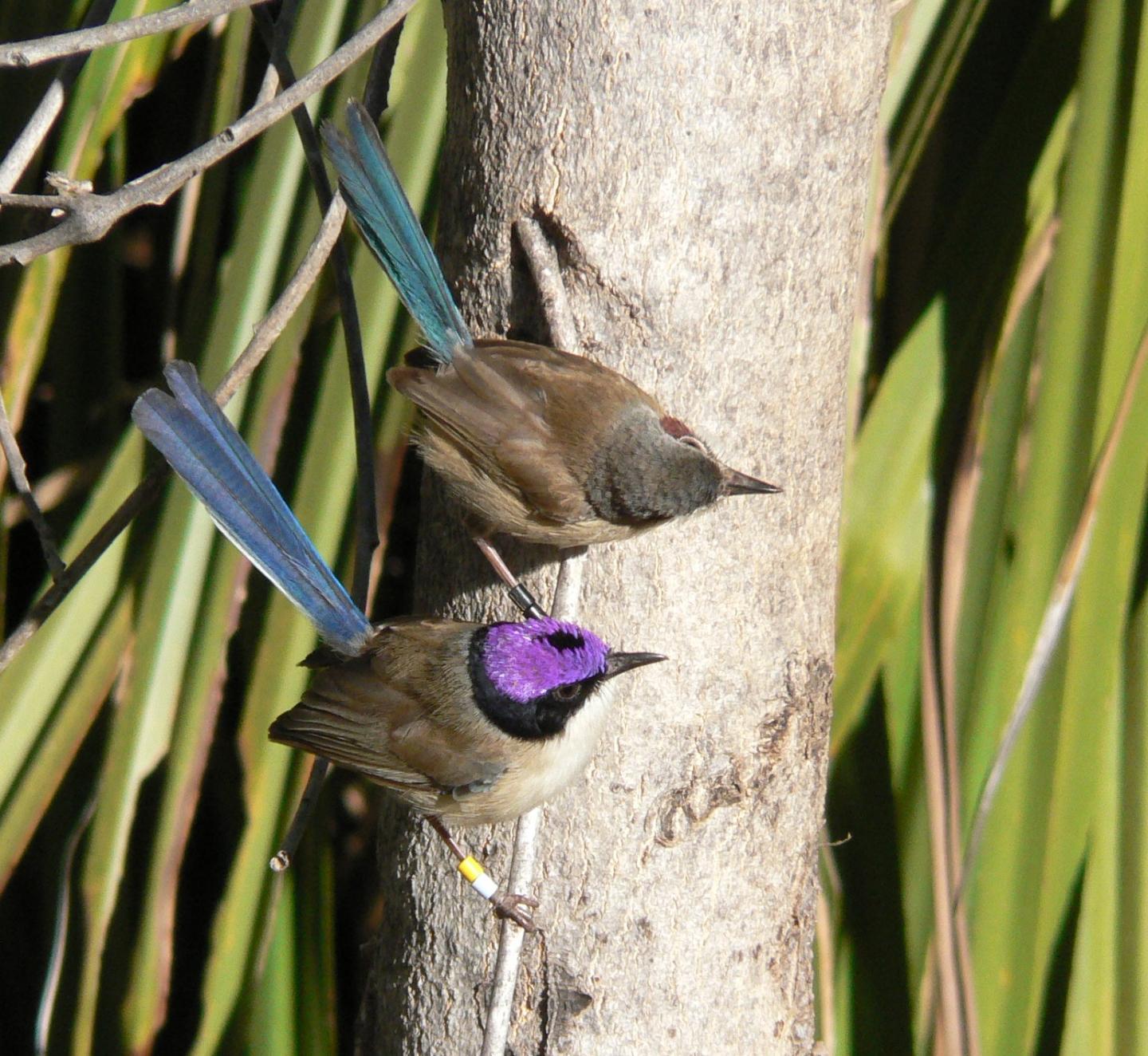 Purple-Crowned Fairy-Wren