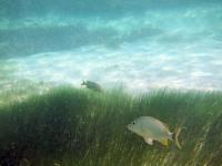 Fish in seagrass meadow