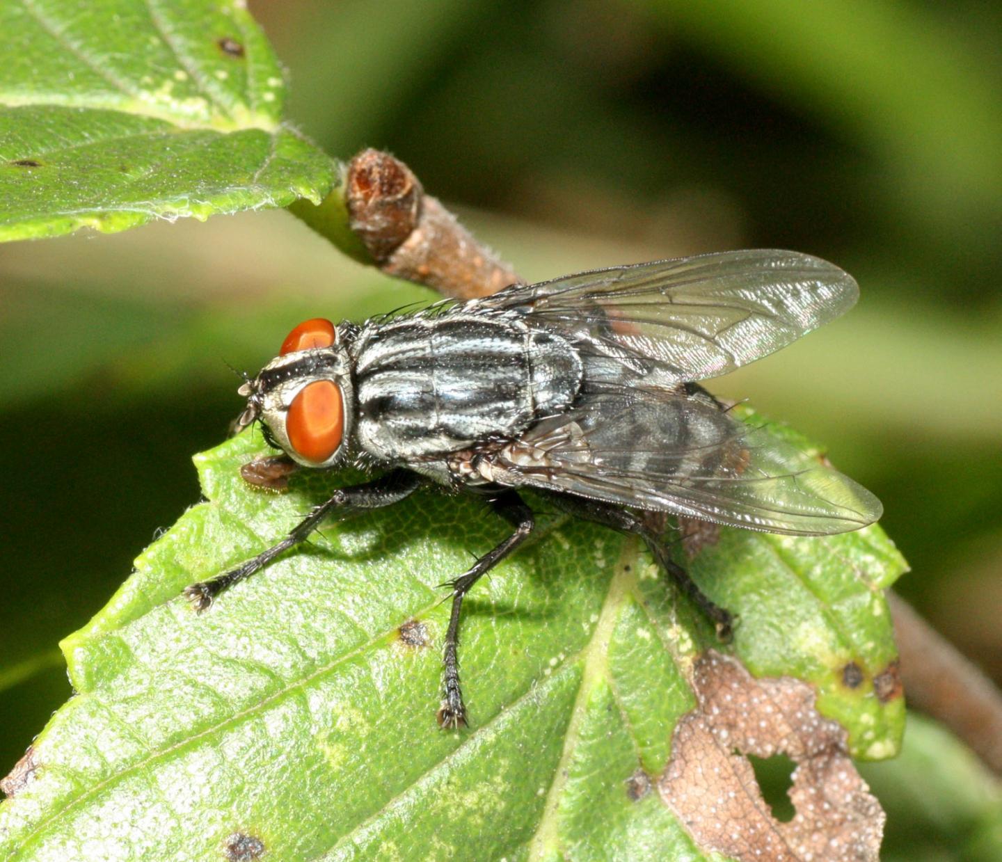 Sarcophagid Fly