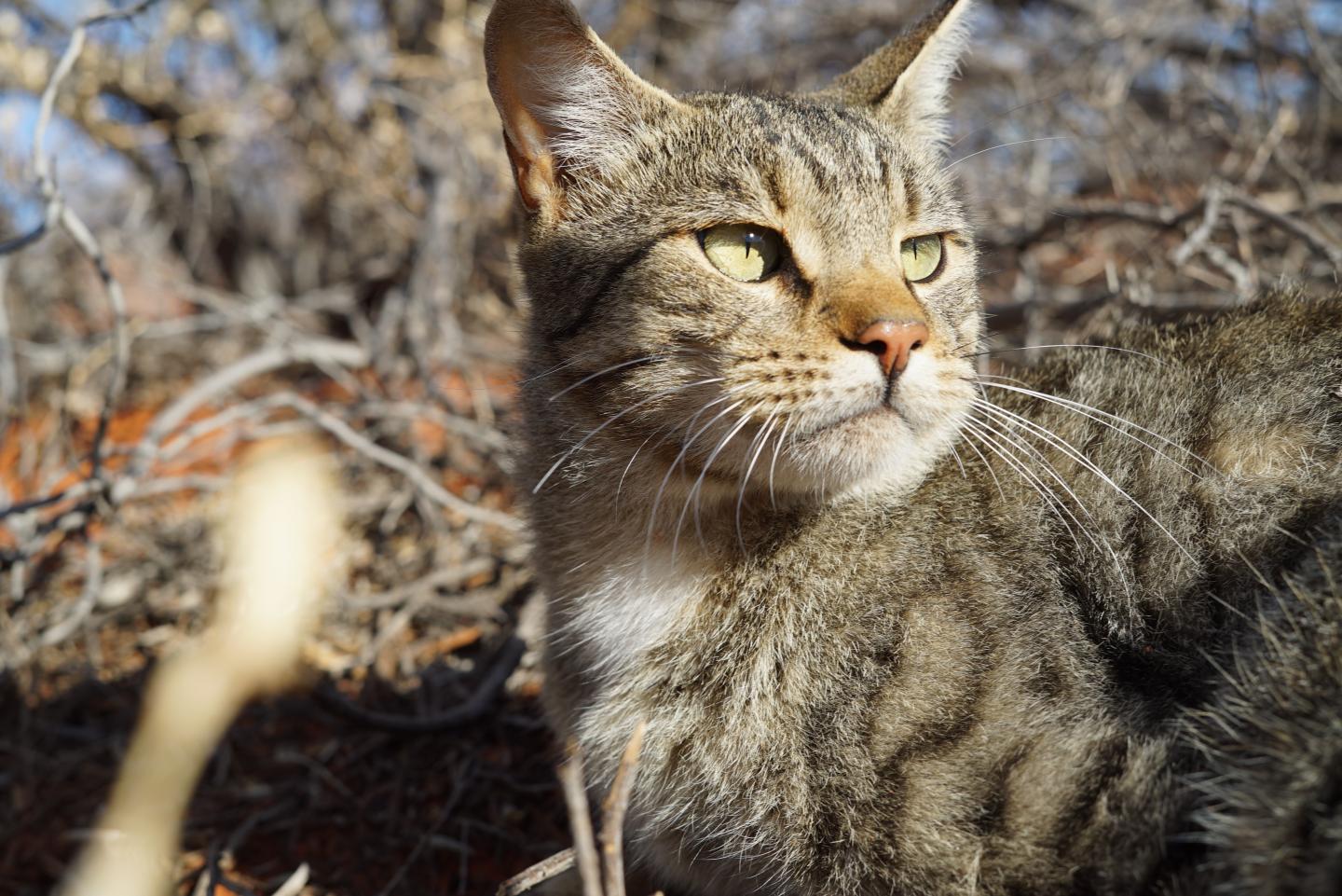 Feral cat