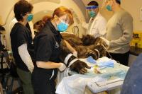Gorilla MRI (3 of 3)