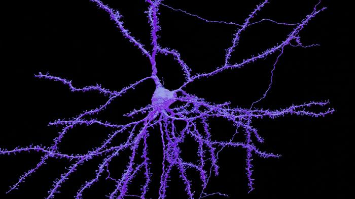 3D rendering of an excitatory neuron cell and cilium