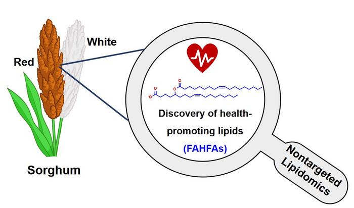 Non-targeted lipidomics to identify sorghum FAHFAs