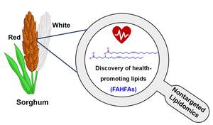 Non-targeted lipidomics to identify sorghum FAHFAs