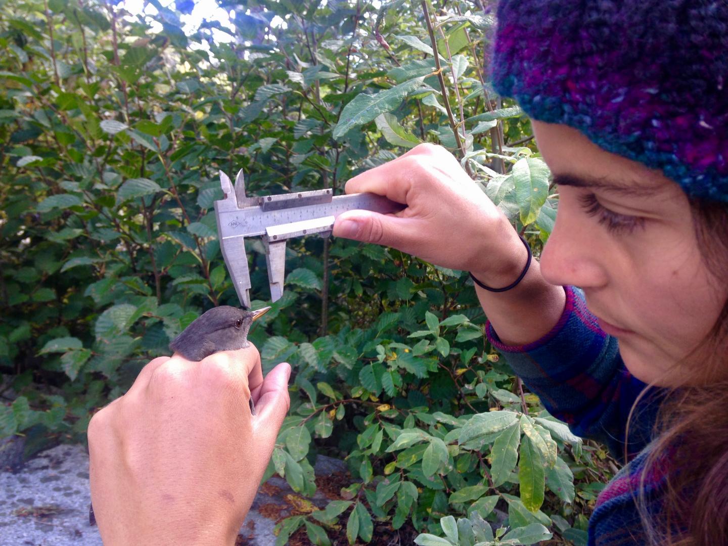 Taking AMDI Measurements