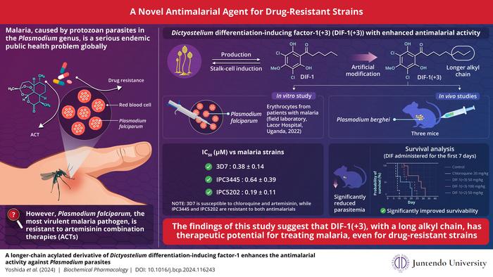 Efficacy of DIF-1(+3) against drug-resistant malaria pathogen